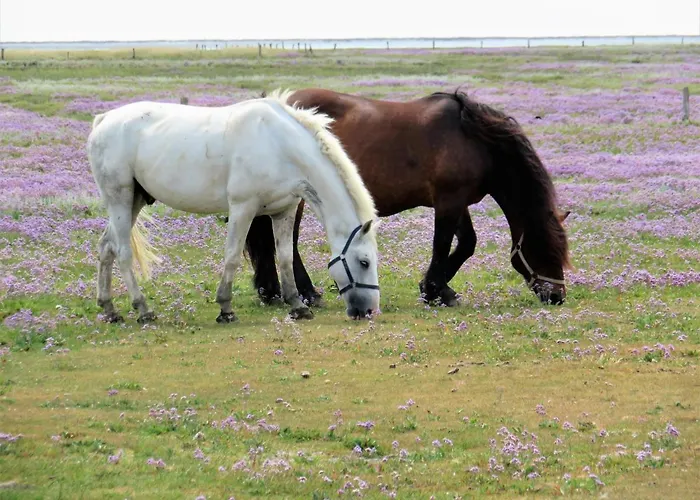 Lejlighed Vriesenhuus Oostvriesen Juist